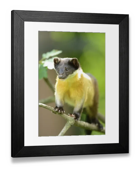 Framed Print : Close-up of a yellow-throated marten (Martes flavigula) in a forest