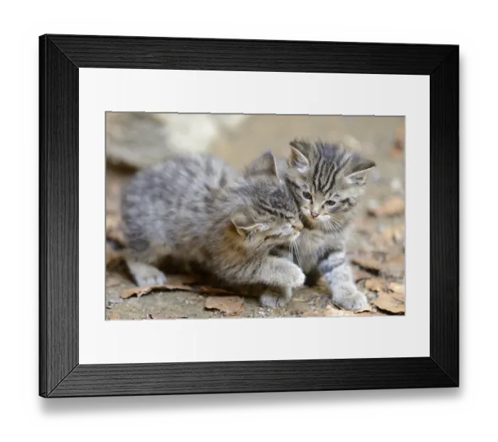 Framed Print : Close-up of a European wildcat (Felis silvestris silvestris) kitten in a forest in spring