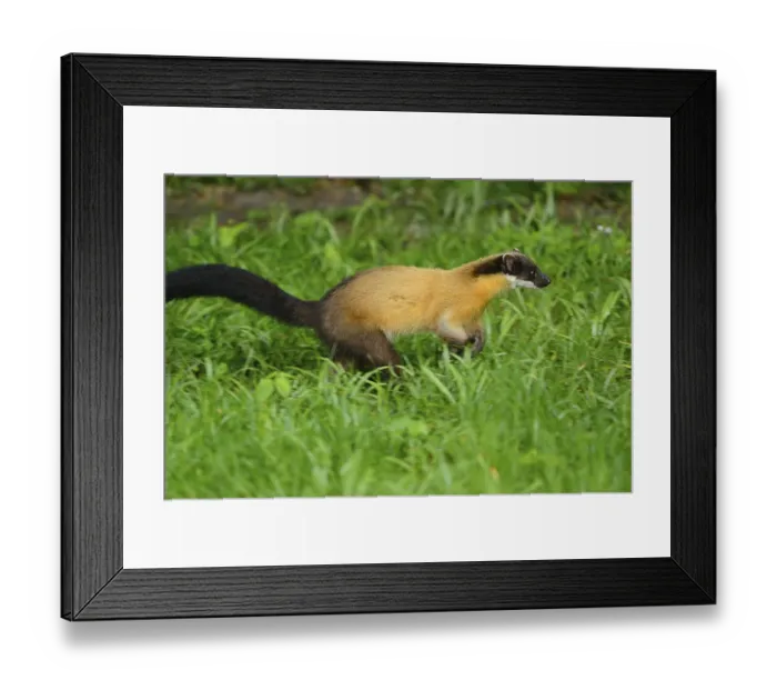 Framed Print : Yellow-throated marten (Martes flavigula) running on a meadow