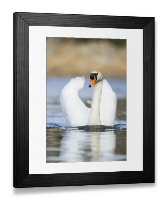Framed Print : Mute swan (Cygnus olor) swimming on a lake