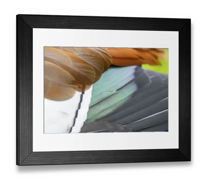 Framed Print : Egyptian goose (Alopochen aegyptiaca) Framed Print : Egyptian goose (Alopochen aegyptiaca)