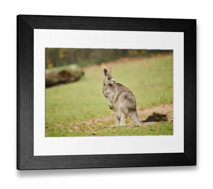 Framed Print : Western grey kangaroo (Macropus fuliginosus) standing on a meadow