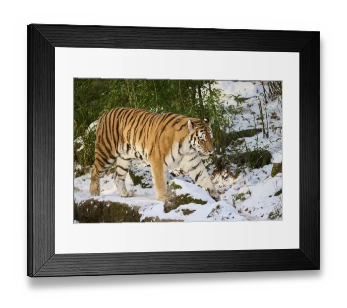 Framed Print : Siberian tiger (Panthera tigris altaica) walking in the snow in winter