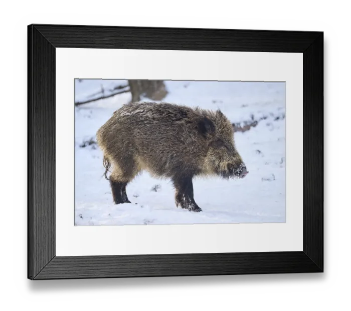 Framed Print : Wild boar (Sus scrofa) in a forest in winter Framed Print : Wild boar (Sus scrofa) in a forest in winter
