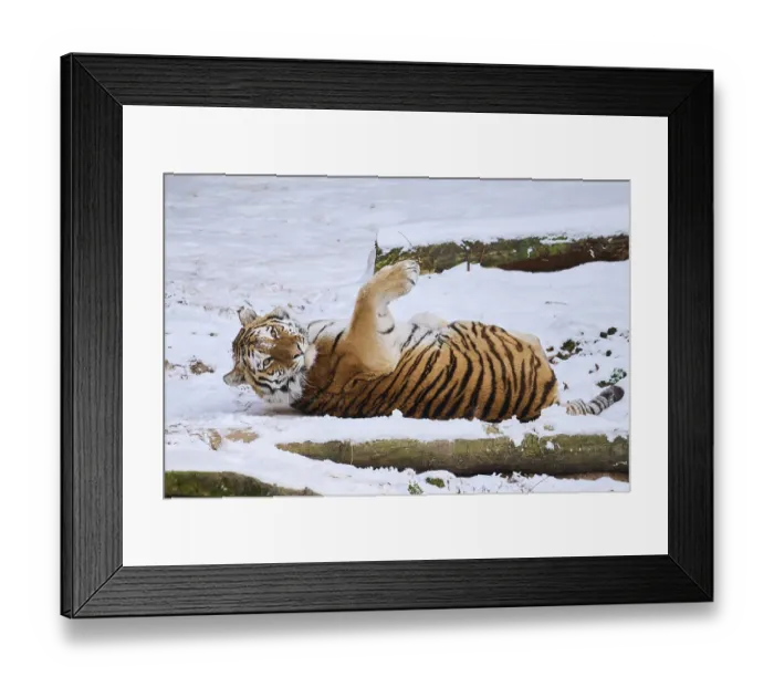 Framed Print : Siberian tiger (Panthera tigris altaica) lying in the snow in winter Framed Print : Siberian tiger (Panthera tigris altaica) lying in the snow in winter