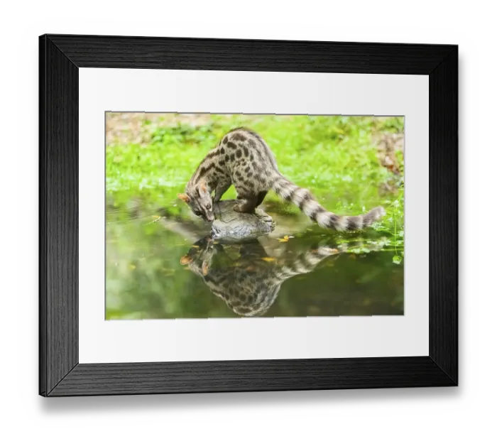 Framed Print : Common genet (Genetta genetta) at the shore of a lake Framed Print : Common genet (Genetta genetta) at the shore of a lake