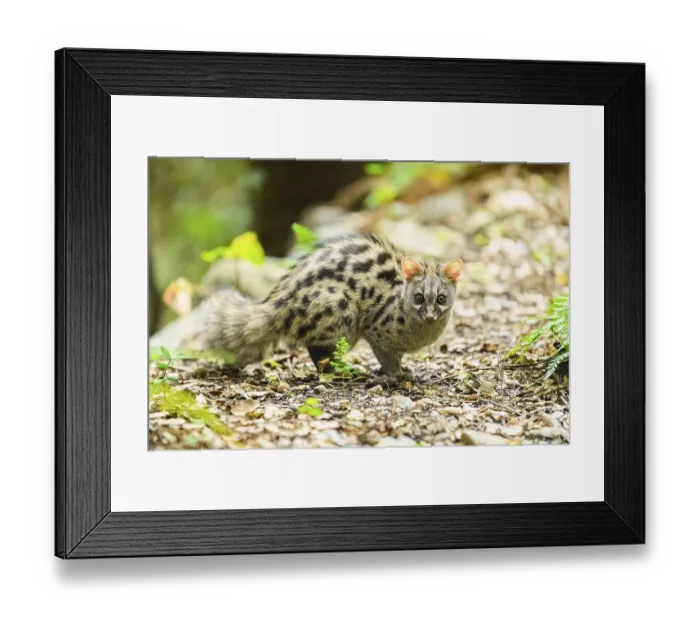 Framed Print : Common genet (Genetta genetta)