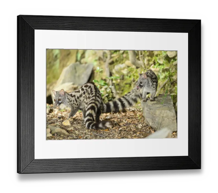 Framed Print : Common genet (Genetta genetta)