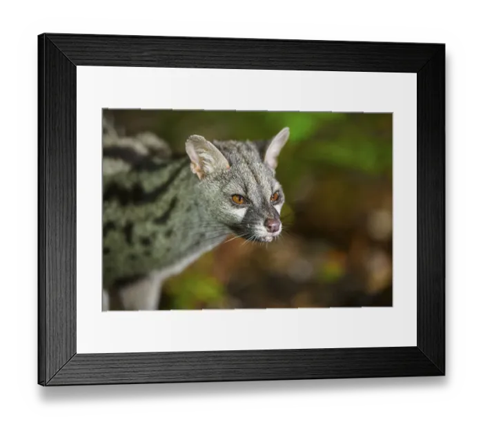 Framed Print : Common genet (Genetta genetta)