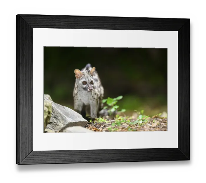 Framed Print : Common genet (Genetta genetta) Framed Print : Common genet (Genetta genetta)