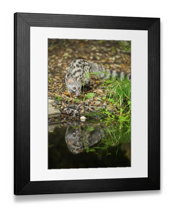 Framed Print : Common genet (Genetta genetta) at the shore of a lake Framed Print : Common genet (Genetta genetta) at the shore of a lake
