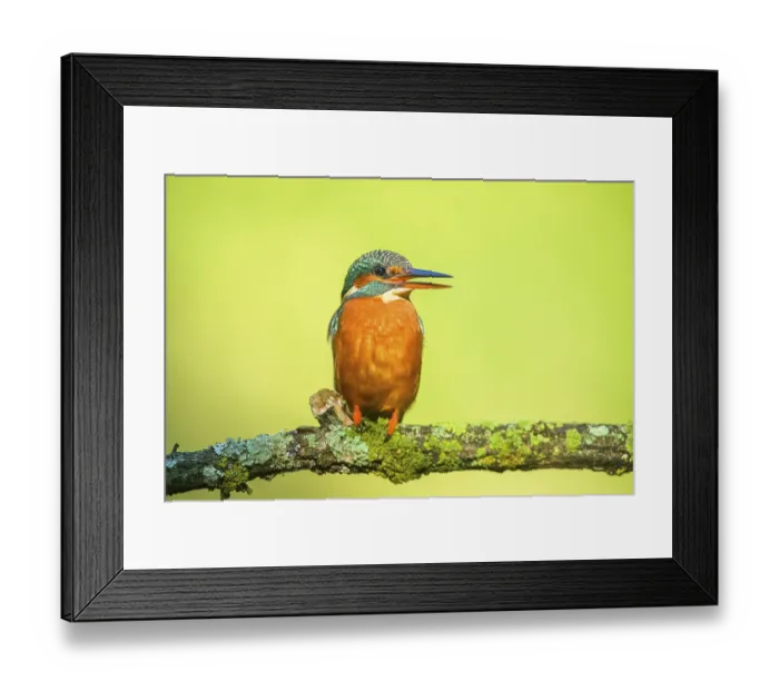 Framed Print : Common kingfisher (Alcedo atthis) sitting on a branch with autumncolours Framed Print : Common kingfisher (Alcedo atthis) sitting on a branch with autumncolours