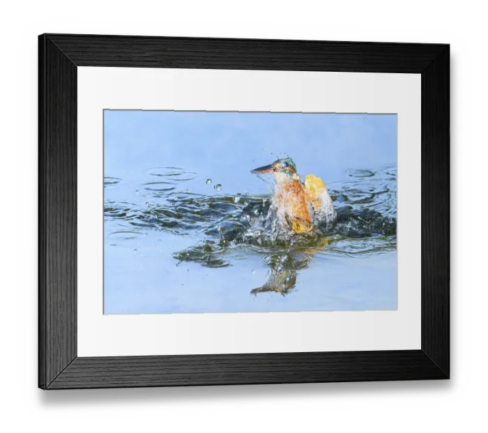 Framed Print : Common kingfisher (Alcedo atthis) flying out of the water after hunting fish Framed Print : Common kingfisher (Alcedo atthis) flying out of the water after hunting fish