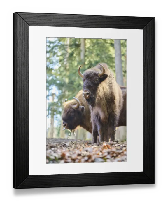 Framed Print : European bison (Bison bonasus) in a forest in spring Framed Print : European bison (Bison bonasus) in a forest in spring
