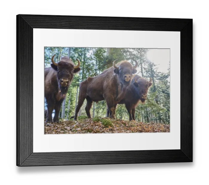 Framed Print : European bison (Bison bonasus) in a forest in spring