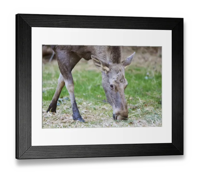 Framed Print : Elk (Alces alces) portrait in a forest