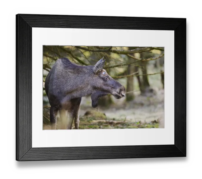 Framed Print : Elk (Alces alces) portrait in a forest
