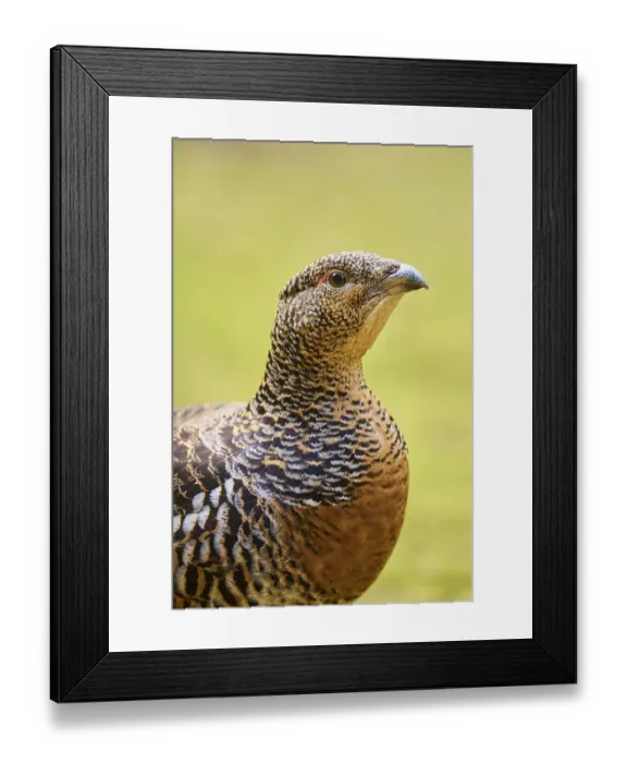 Framed Print : Western capercaillie (Tetrao urogallus) female (hen) portrait