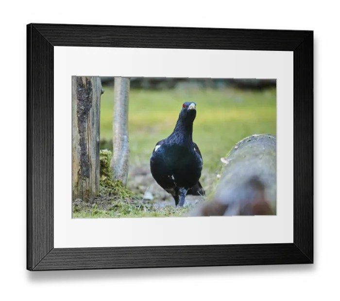 Framed Print : Western capercaillie (Tetrao urogallus) male (cock) standing on the ground at the edge of a foest Framed Print : Western capercaillie (Tetrao urogallus) male (cock) standing on the ground at the edge of a foest