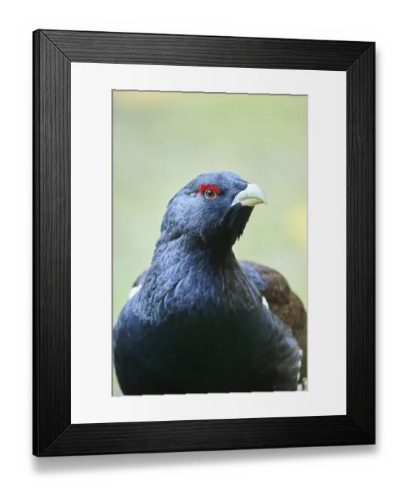 Framed Print : Western capercaillie (Tetrao urogallus) male (cock) portrait