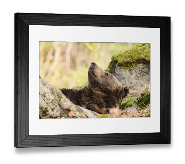 Framed Print : European brown bear (Ursus arctos arctos) in a forest