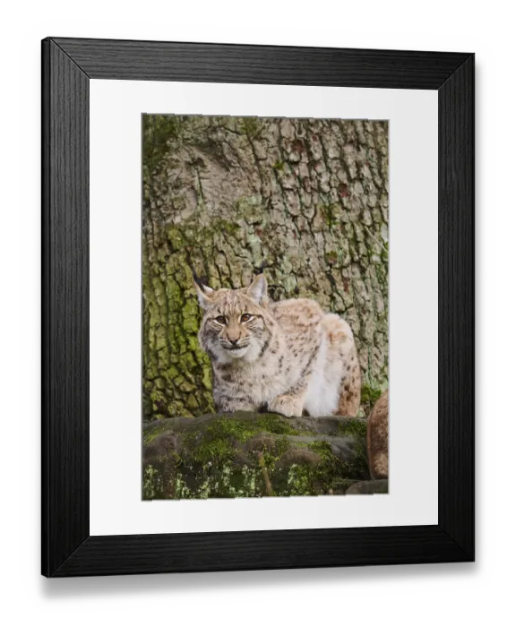 Framed Print : Eurasian lynx (Lynx lynx) lying on a rock
