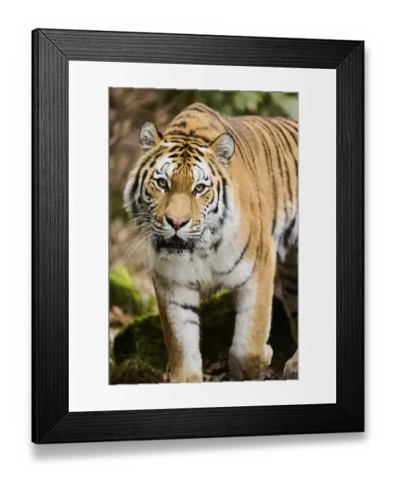 Framed Print : Siberian tiger or Amur tiger (Panthera tigris altaica) walking on the ground