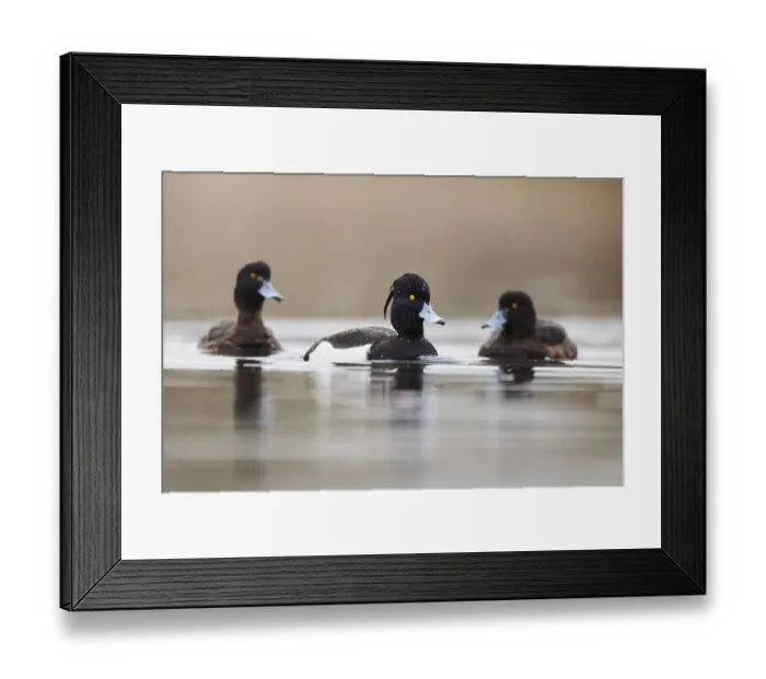 Framed Print : Tufted pochard (Aythya fuligula) male and female swimming in a lake