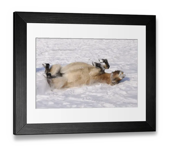 Framed Print : Przewalski's horse playfully rolling in the snow