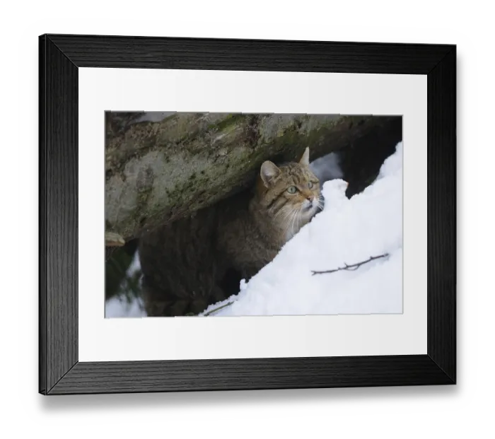 Framed Print : Wildcat hiding under a tree trunk in the snow