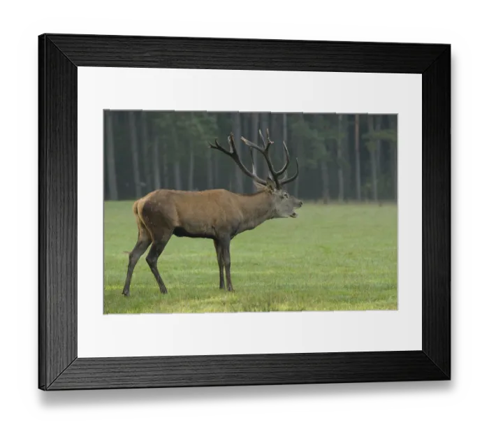 Framed Print : Stag with antlers emitting calling sounds Framed Print : Stag with antlers emitting calling sounds
