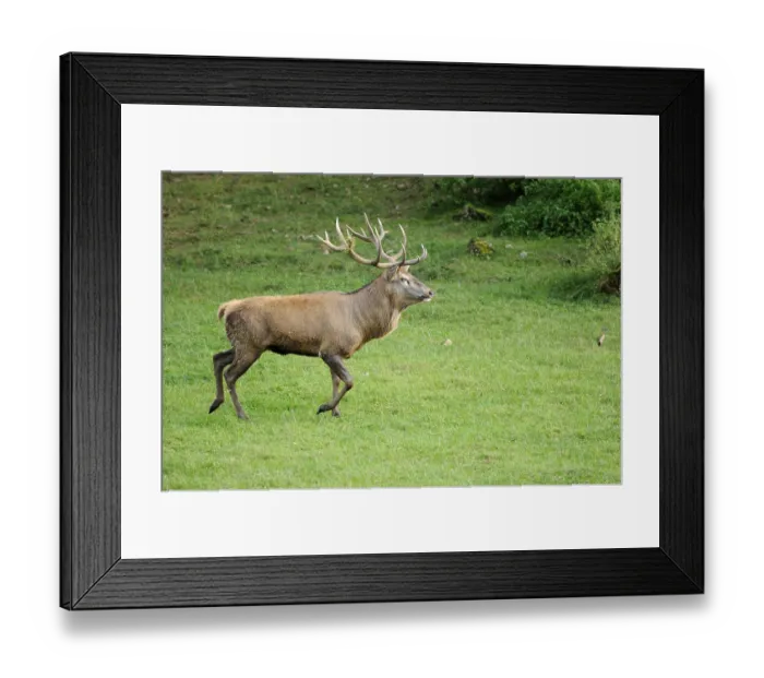 Framed Print : A stag with antlers running across a green meadow Framed Print : A stag with antlers running across a green meadow