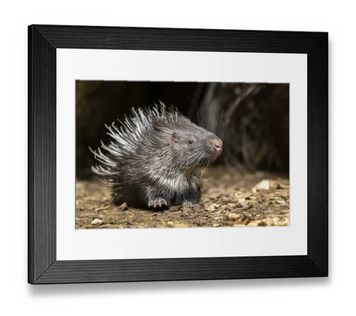 Framed Print : Old World porcupines (Hystrix cristata) Framed Print : Old World porcupines (Hystrix cristata)