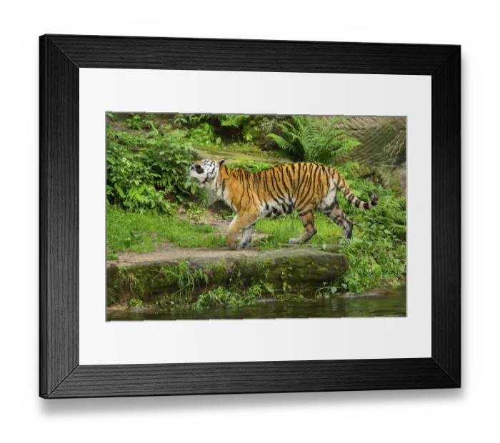 Framed Print : Siberian tiger or Amur tiger (Panthera tigris altaica) walking on the ground