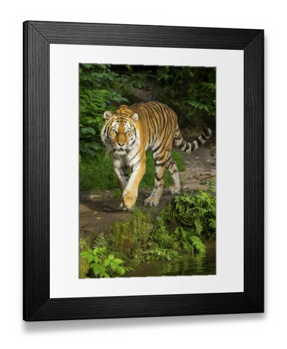 Framed Print : Siberian tiger or Amur tiger (Panthera tigris altaica) walking on the ground