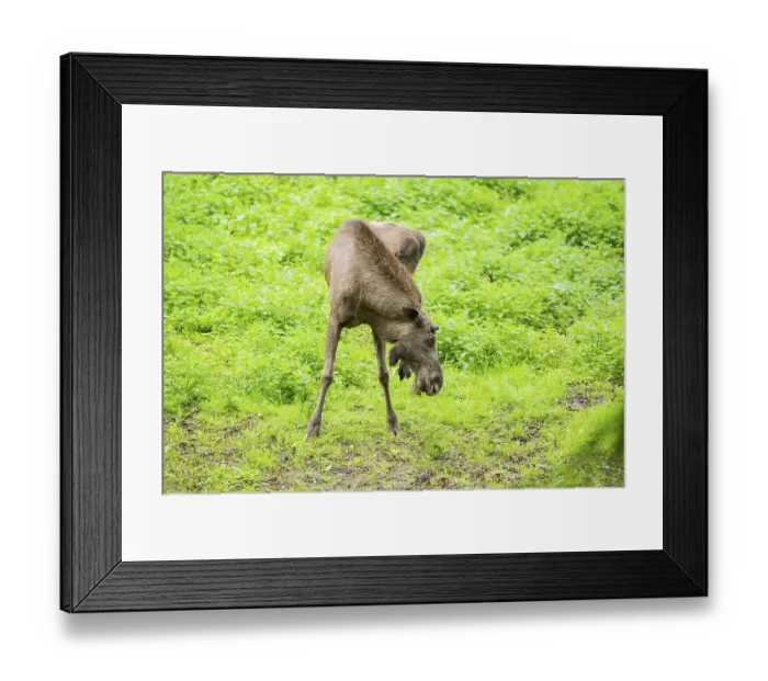 Framed Print : Eurasian elk (Alces alces) on a meadow
