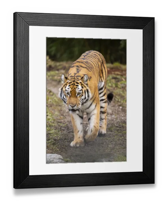 Framed Print : Siberian tiger (Panthera tigris tigris) walking in a forest