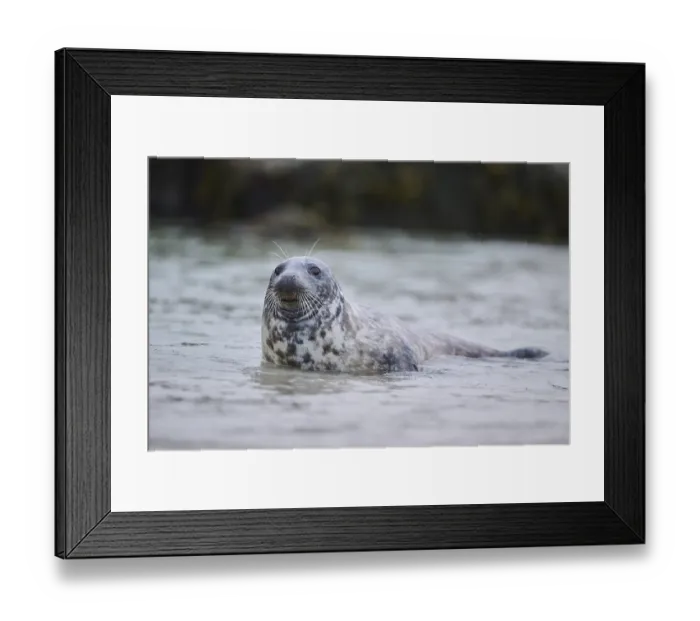 Framed Print : Grey seal (Halichoerus grypus) looking out of the water while swimming in the sea Framed Print : Grey seal (Halichoerus grypus) looking out of the water while swimming in the sea