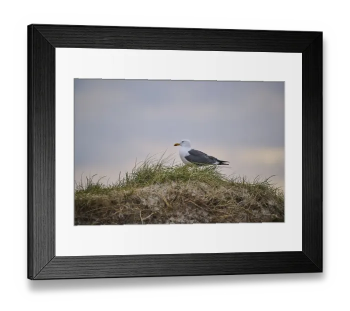 Framed Print : Yellow-legged gull (Larus michahellis) standing in the grass at sunset Framed Print : Yellow-legged gull (Larus michahellis) standing in the grass at sunset