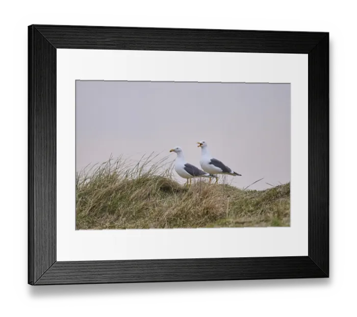 Framed Print : Yellow-legged gull (Larus michahellis) standing in the grass at sunset Framed Print : Yellow-legged gull (Larus michahellis) standing in the grass at sunset