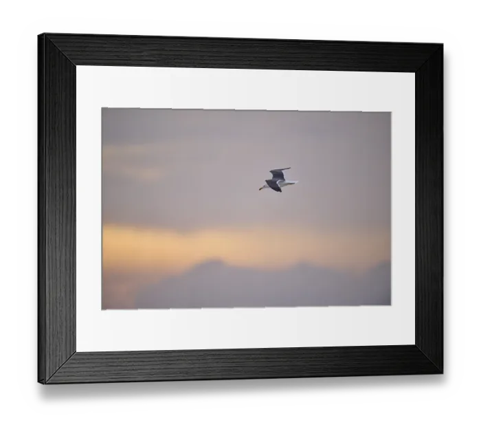 Framed Print : Yellow-legged gull (Larus michahellis) flying in the sky at sunset