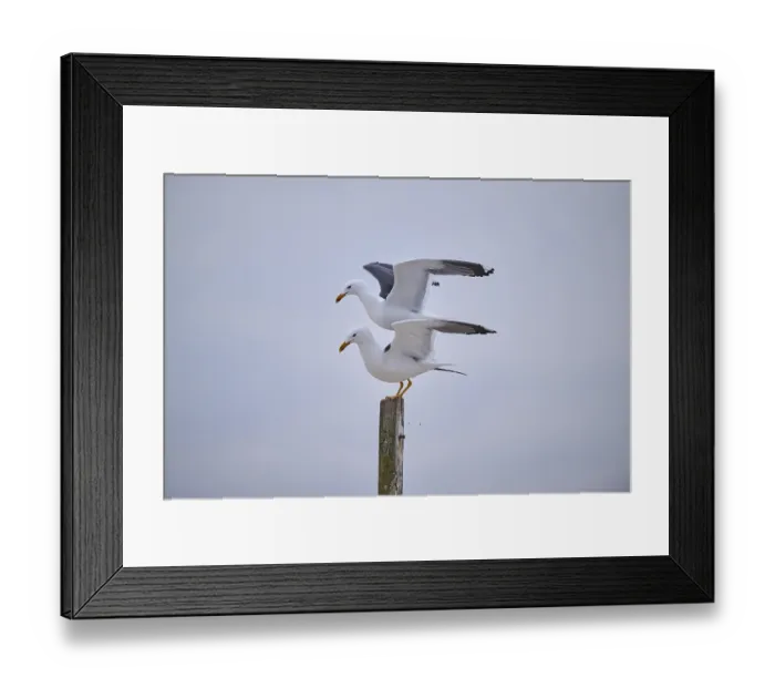Framed Print : Yellow-legged gull (Larus michahellis) standing on each other on a wood Framed Print : Yellow-legged gull (Larus michahellis) standing on each other on a wood