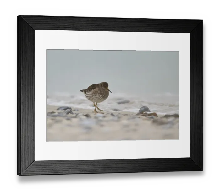 Framed Print : Purple sandpiper (Calidris maritima) on the beach