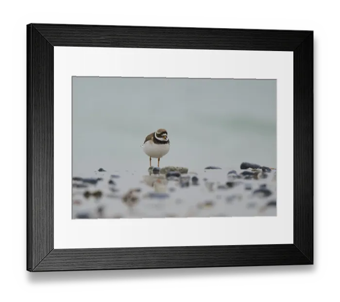 Framed Print : Common ringed plover (Charadrius hiaticula) on the beach Framed Print : Common ringed plover (Charadrius hiaticula) on the beach