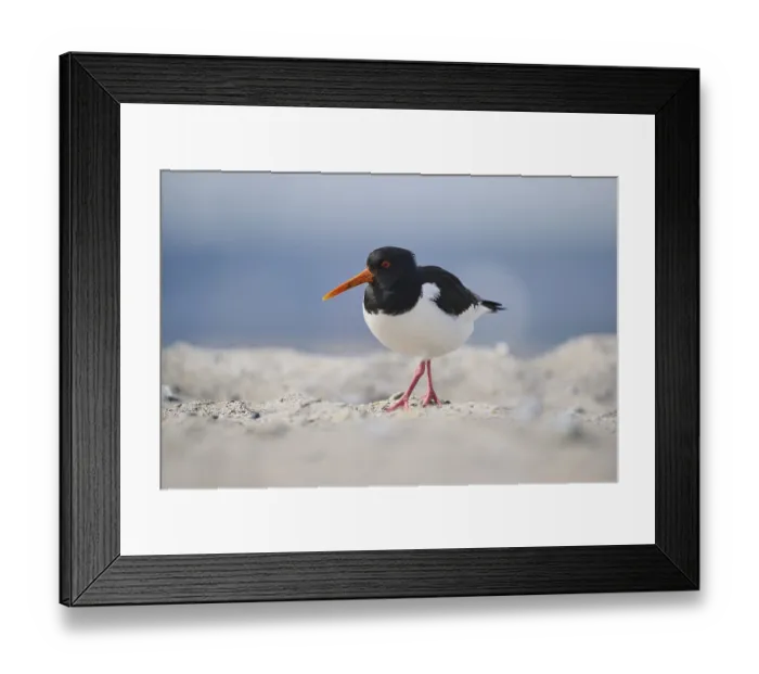 Framed Print : Eurasian oystercatcher (Haematopus ostralegus) on the beach Framed Print : Eurasian oystercatcher (Haematopus ostralegus) on the beach