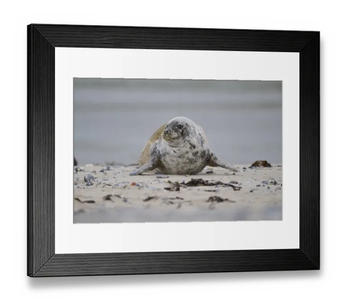 Framed Print : Grey seal (Halichoerus grypus) lying on the beach Framed Print : Grey seal (Halichoerus grypus) lying on the beach