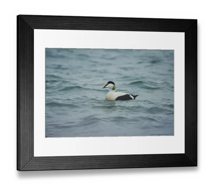 Framed Print : Common eider (Somateria mollissima) male swimming in the sea