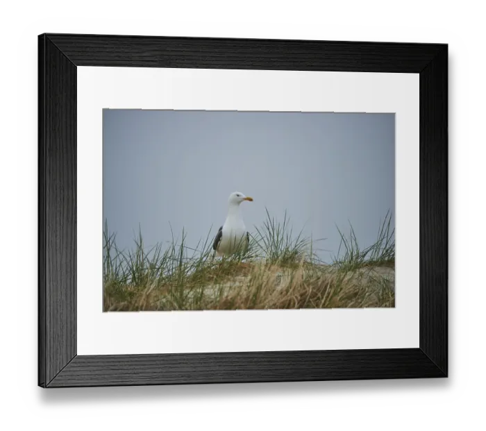 Framed Print : Yellow-legged gull (Larus michahellis) standing in the grass