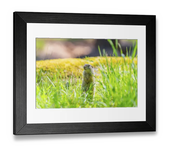 Framed Print : European ground squirrel (Spermophilus citellus) on a meadwo