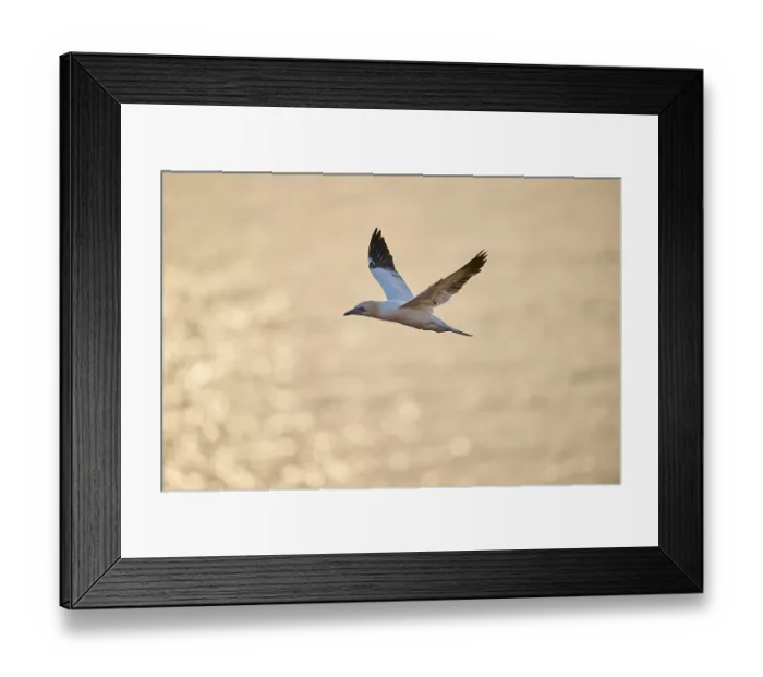 Framed Print : Northern gannet (Morus bassanus) flying over the sea at sunset Framed Print : Northern gannet (Morus bassanus) flying over the sea at sunset